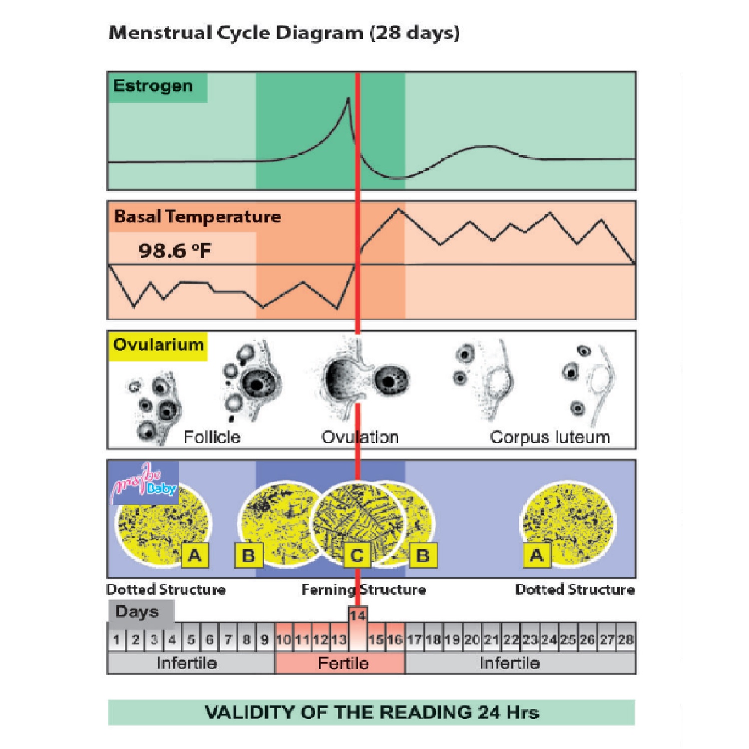 Saliva Ovulation Tester Fertility MiniMicroscope Maybe Baby eBay